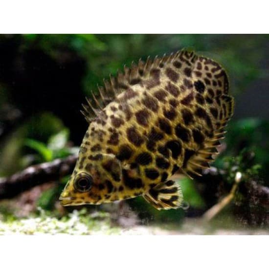 Spotted climbing perch