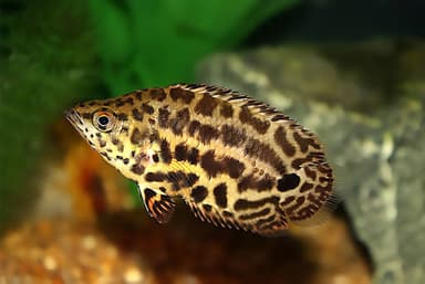 Spotted climbing perch