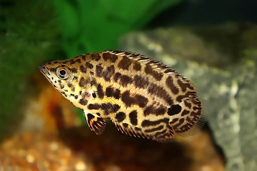Spotted climbing perch
