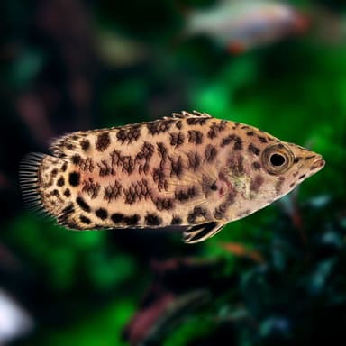 Spotted climbing perch