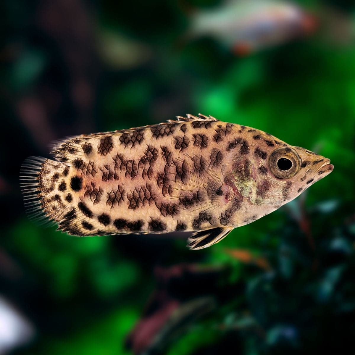 Spotted climbing perch
