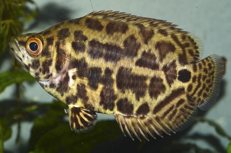 Spotted climbing perch