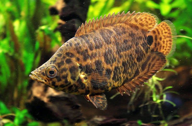 Spotted climbing perch