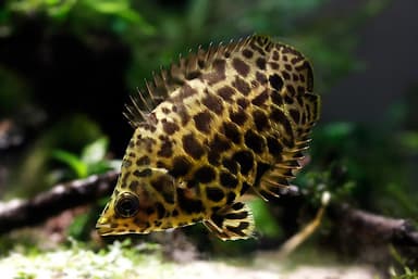 Spotted climbing perch