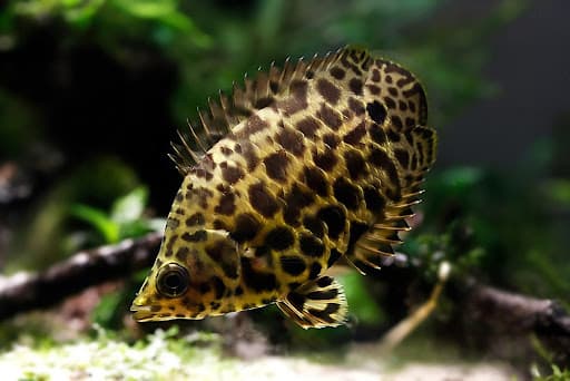 Spotted climbing perch