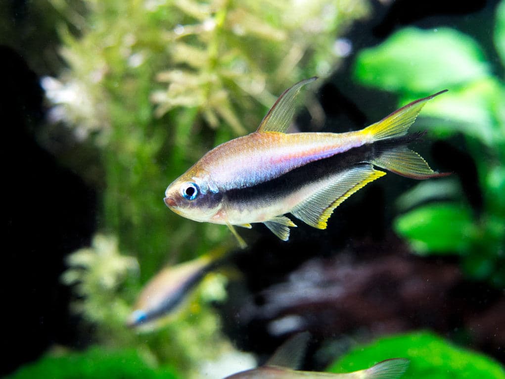 Emperor tetra