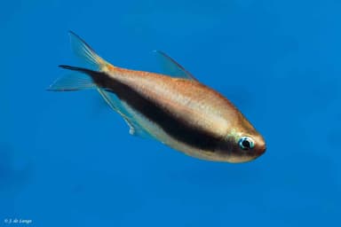 Emperor tetra