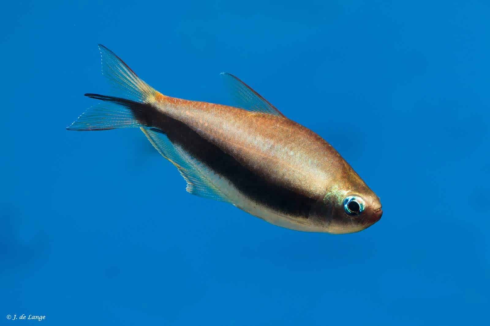 Emperor tetra