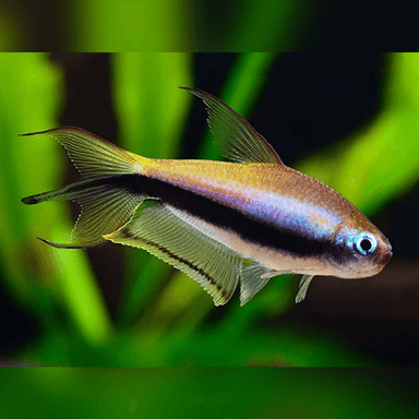 Emperor tetra