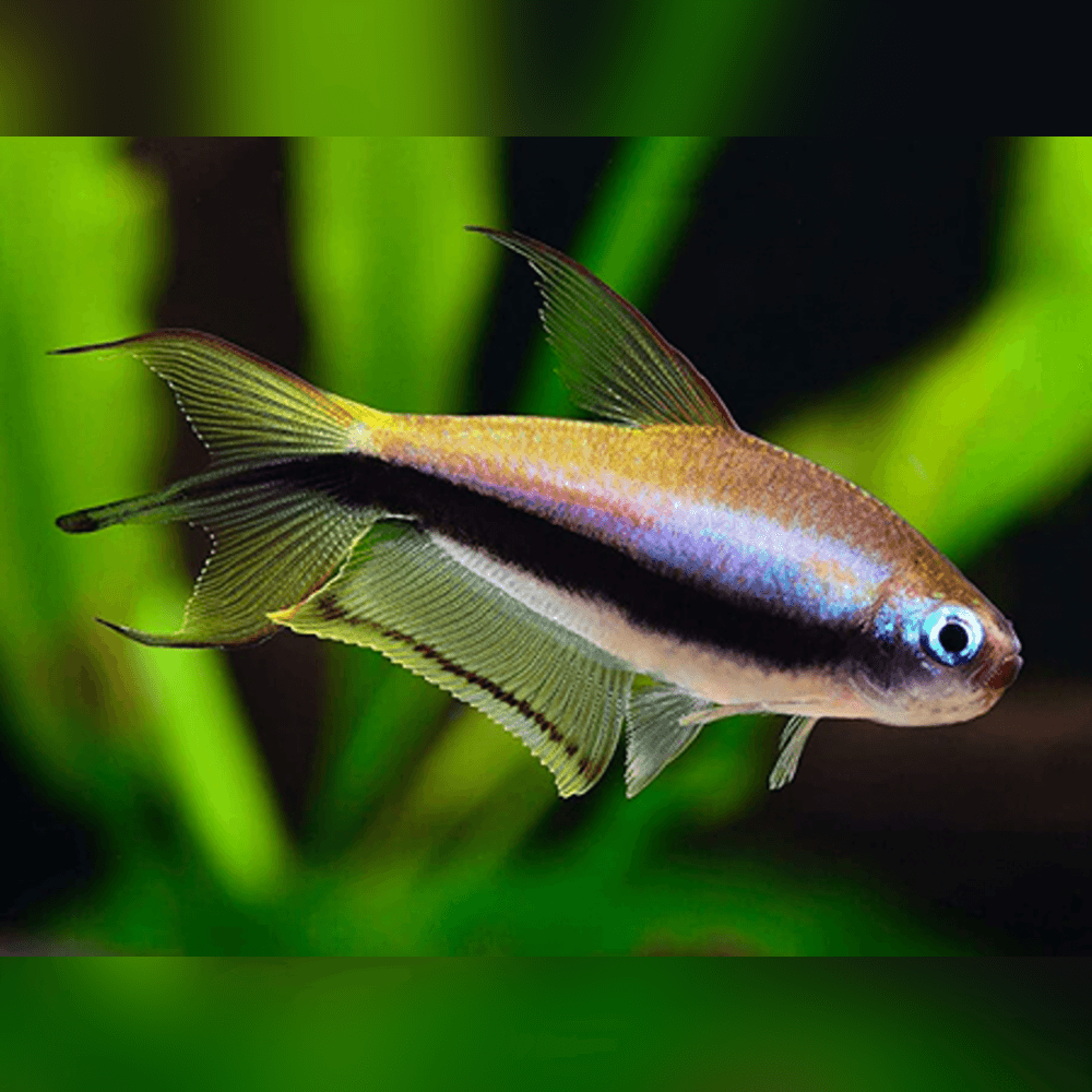 Emperor tetra