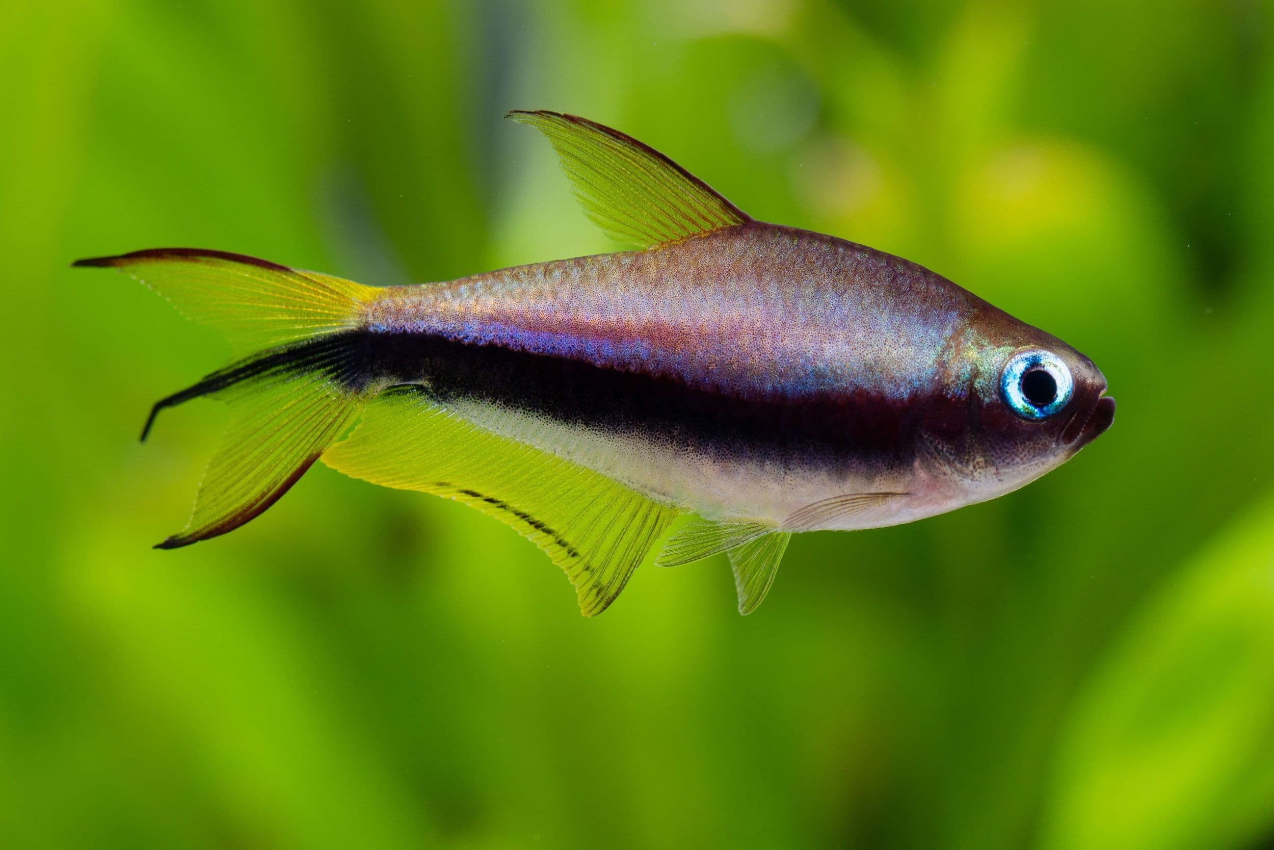 Emperor tetra