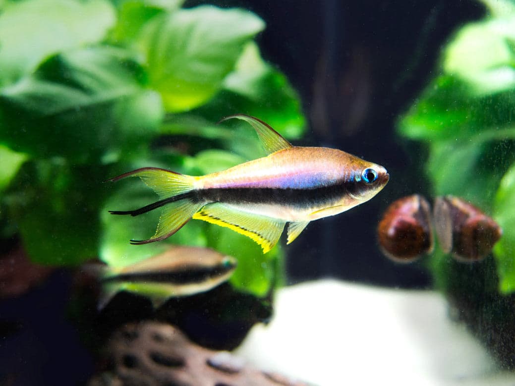 Emperor tetra