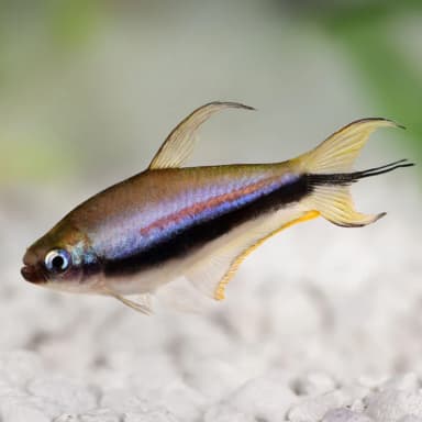 Emperor tetra