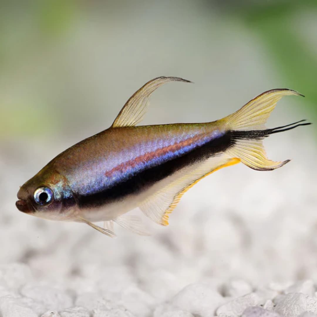 Emperor tetra