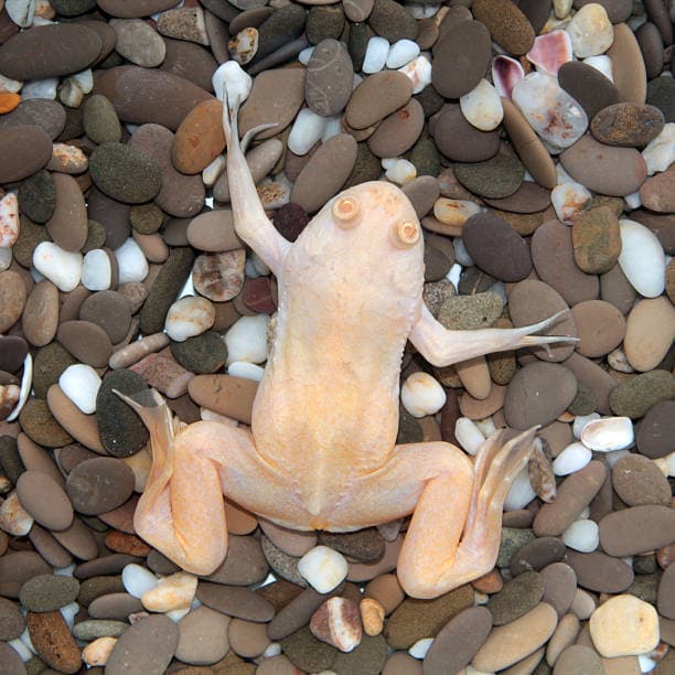 Жаба шпорцева