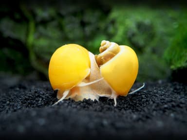 Gold mystery snail