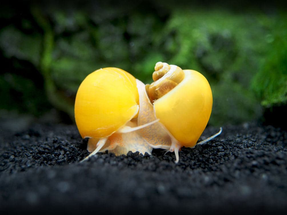 Gold mystery snail