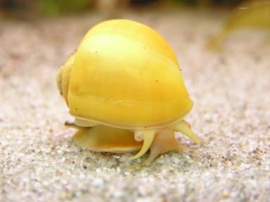 Gold mystery snail