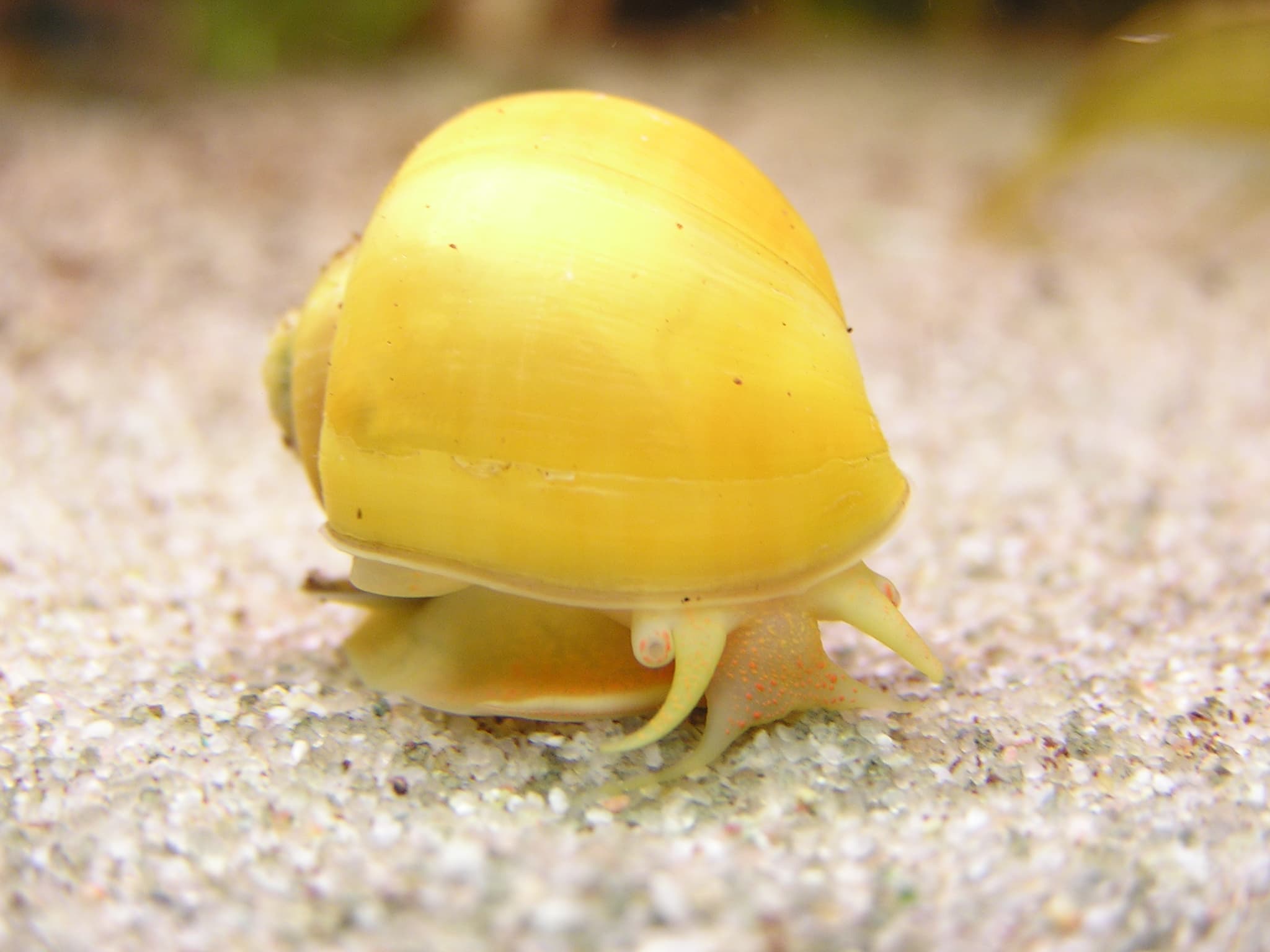 Gold mystery snail