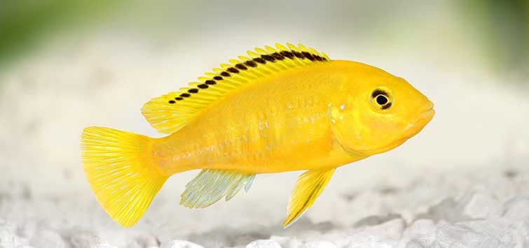 Єллоу