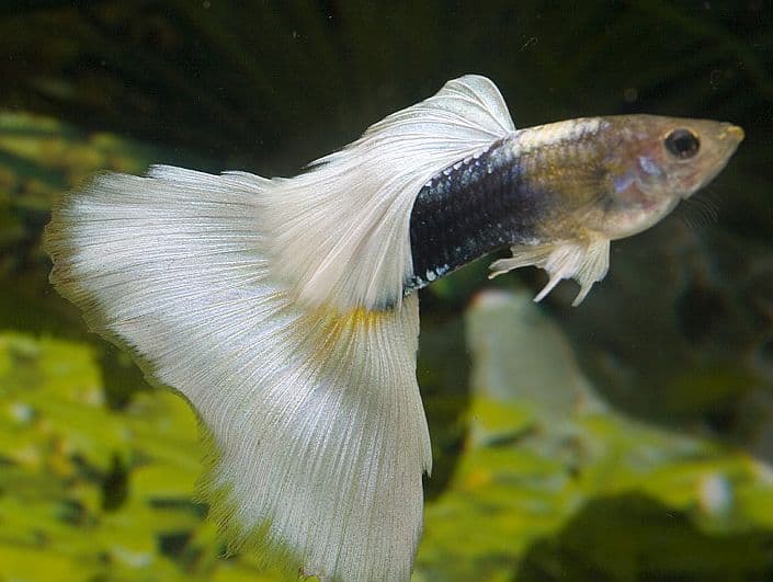 German white guppy