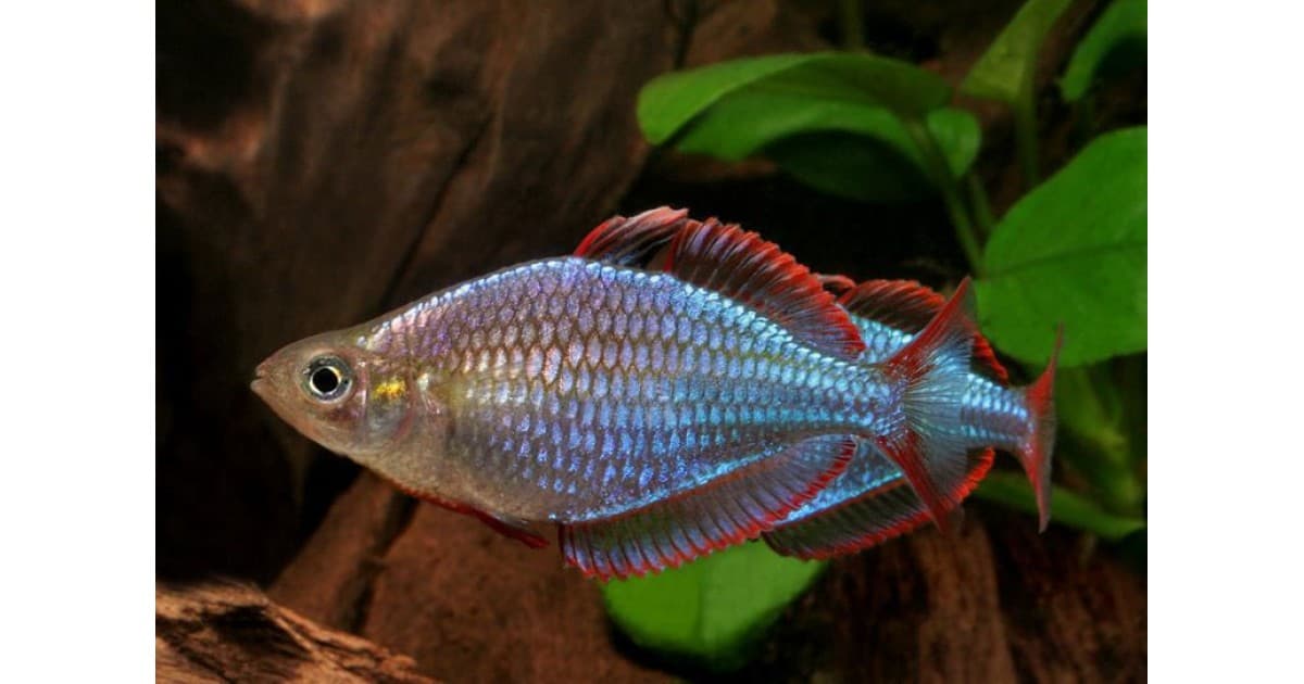 Neon dwarf rainbow