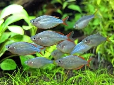 Neon dwarf rainbow