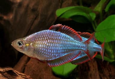 Neon dwarf rainbow