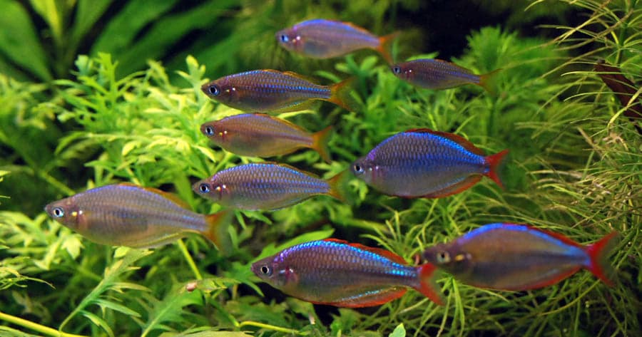 Neon dwarf rainbow