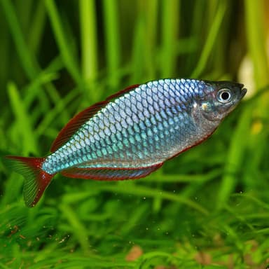 Neon dwarf rainbow