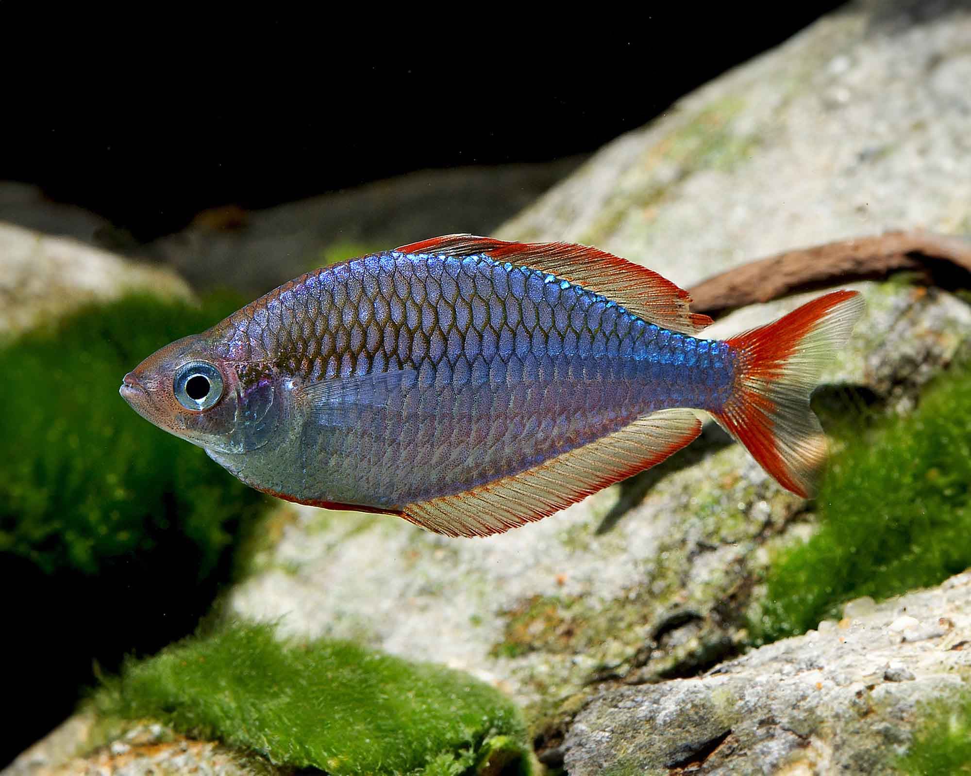 Neon dwarf rainbow