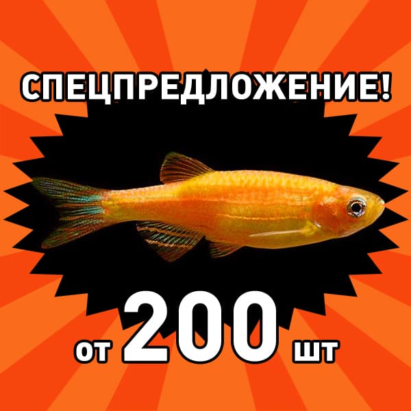 Даніо glo помаранчеве