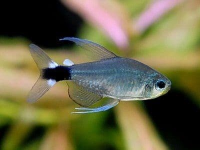Elachys tetra