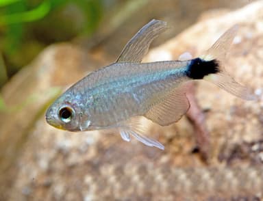 Elachys tetra