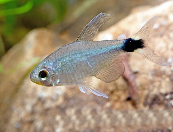 Elachys tetra