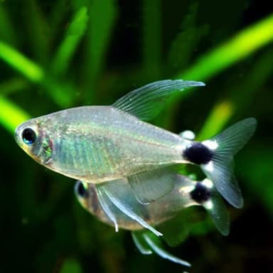 Elachys tetra