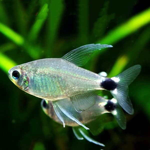 Elachys tetra