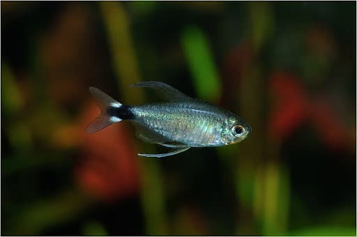 Elachys tetra