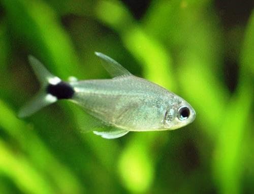 Elachys tetra
