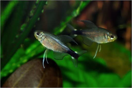 Elachys tetra
