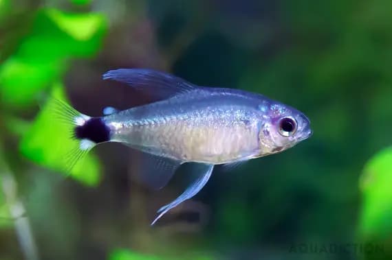 Elachys tetra