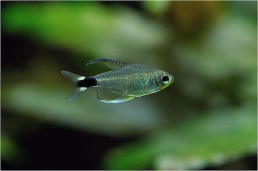 Elachys tetra