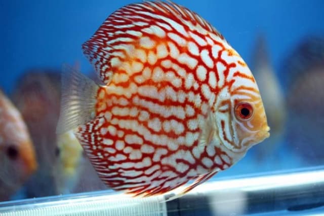 Discus (Wild & Selective Lines)