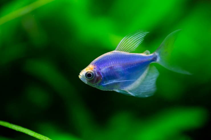 GLO-fish