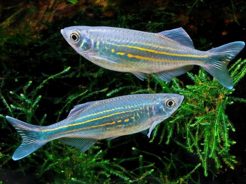 Malabar Danio