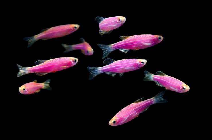 Pink Danio