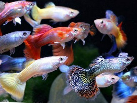Guppy Mix
