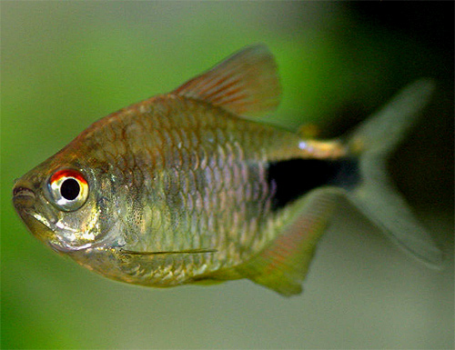 Pulcher Tetra