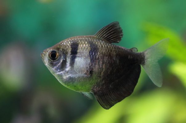 Ternecia