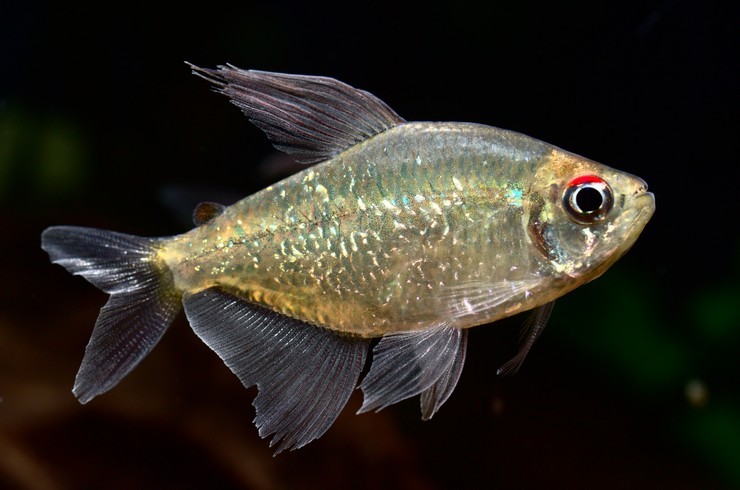 Diamond Tetra
